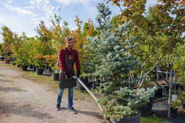 Best Tree Fertilization  in Harvey, IL